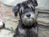 Little Debby, a female Miniature Schnauzer for sale in Southfield, MI – Photo 1 of 5