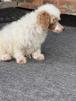Pie, a female Poodle - Miniature  for sale in Southfield, MI – 3 of 10