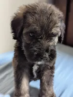Crinkle (Runt), a male Bouvier des Flandres and Poodle - Standard  for sale in Southfield, MI – Photo 5 of 6