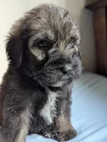 Crinkle (Runt), a male Bouvier des Flandres and Poodle - Standard  for sale in Southfield, MI – Photo 3 of 6
