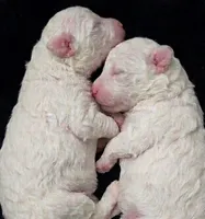 No Name Yet * One Will Be Available After First Pick, a female Poodle - Toy  for sale in Southfield, MI – 7 of 9