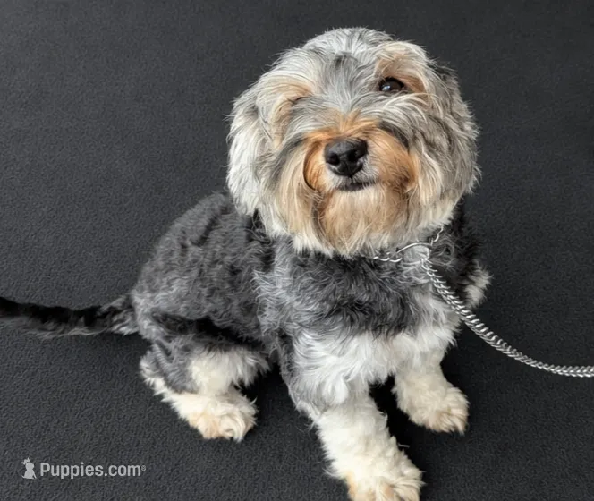 Kaboom – Shihpoo puppy for sale in Southfield, MI