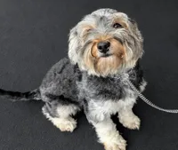 Kaboom, a female Shihpoo for sale in Southfield, MI – 3 of 3