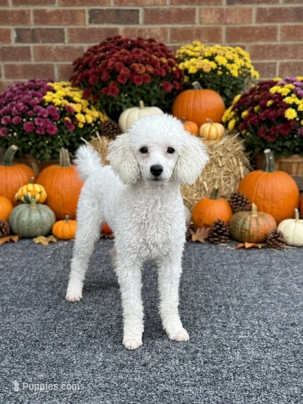 Maisy – Poodle - Toy  puppy for sale in Southfield, MI