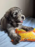 BIG (Bill) SALE ENDS soon, a male Bouvier des Flandres and Poodle - Standard  for sale in Southfield, MI – Photo 6 of 6