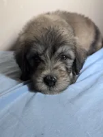 BIG (Bill) SALE ENDS soon, a male Bouvier des Flandres and Poodle - Standard  for sale in Southfield, MI – Photo 5 of 6