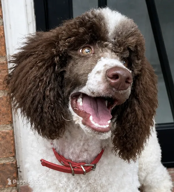 Brook * Small Standard – Poodle - Standard  puppy for sale in Southfield, MI