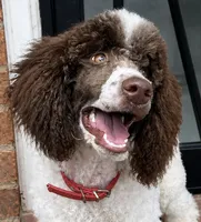 Brook * Small Standard, a female Poodle - Standard  for sale in Southfield, MI – 1 of 8