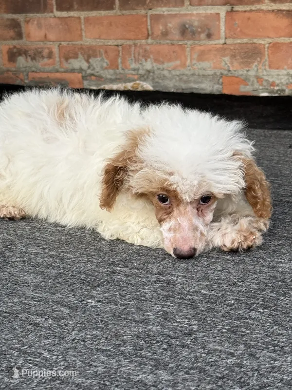 Pie – Poodle - Miniature  puppy for sale in Southfield, MI