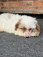 Pie, a female Poodle - Miniature  for sale in Southfield, MI – 1 of 10