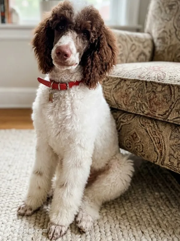 Small Standard Poodle  – Poodle - Standard  puppy for sale in Southfield, MI