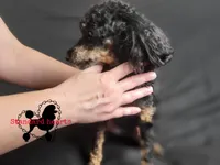 Midnight DNA/Health tested, a female Poodle - Toy  for sale in Southfield, MI – Photo 3 of 3