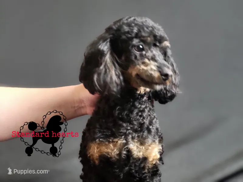 Midnight DNA/Health tested