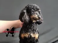 Midnight DNA/Health tested, a female Poodle - Toy  for sale in Southfield, MI – Photo 1 of 3