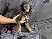 Midnight DNA/Health tested, a female Poodle - Toy  for sale in Southfield, MI – Photo 2 of 3