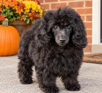 Nickcole, a female Poodle - Miniature  for sale in Southfield, MI – 1 of 1