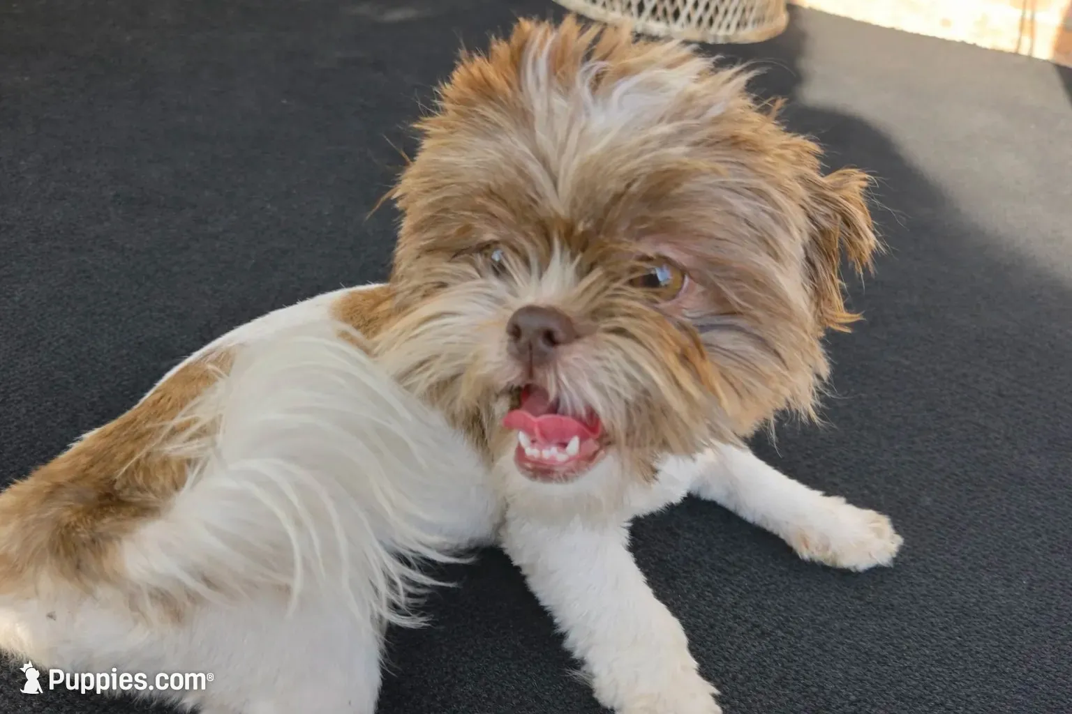 Cookie Was $1800 Now Lowered, a female Shih Tzu for sale in Southfield, MI – 1 of 6