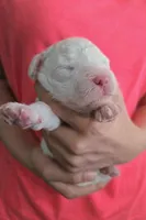 No Name Yet * One Will Be Available After First Pick, a female Poodle - Toy  for sale in Southfield, MI – 5 of 9