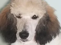 LIZARD, a male Poodle - Standard  for sale in Southfield, MI – Photo 3 of 7