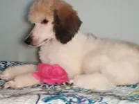 LIZARD, a male Poodle - Standard  for sale in Southfield, MI – Photo 5 of 7