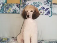 LIZARD, a male Poodle - Standard  for sale in Southfield, MI – Photo 2 of 7