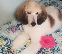 LIZARD, a male Poodle - Standard  for sale in Southfield, MI – Photo 4 of 7