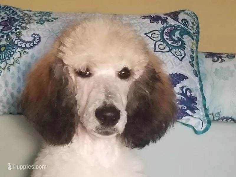 LIZARD, a male Poodle - Standard  for sale in Southfield, MI – Photo 1 of 7