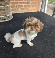 Cookie, a female Shih Tzu for sale in Southfield, MI – 2 of 6