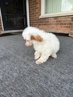 Pie, a female Poodle - Miniature  for sale in Southfield, MI – 5 of 10