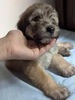 Zimbie, a female Bouvier des Flandres and Poodle - Standard  for sale in Southfield, MI – Photo 1 of 6