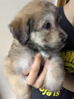 Zimbie, a female Bouvier des Flandres and Poodle - Standard  for sale in Southfield, MI – Photo 5 of 6