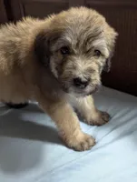 Zimbie, a female Bouvier des Flandres and Poodle - Standard  for sale in Southfield, MI – Photo 4 of 6