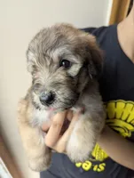 Zimbie, a female Bouvier des Flandres and Poodle - Standard  for sale in Southfield, MI – Photo 6 of 6