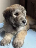 Zimbie, a female Bouvier des Flandres and Poodle - Standard  for sale in Southfield, MI – Photo 3 of 6