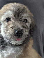 Zimbie, a female Bouvier des Flandres and Poodle - Standard  for sale in Southfield, MI – Photo 2 of 6