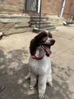 Brook * Small Standard, a female Poodle - Standard  for sale in Southfield, MI – 5 of 8