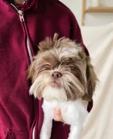 Cookie, a female Shih Tzu for sale in Southfield, MI – 4 of 6