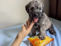 Care Bear, a female Bouvier des Flandres and Poodle - Standard  for sale in Southfield, MI – Photo 4 of 7
