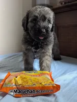 Care Bear, a female Bouvier des Flandres and Poodle - Standard  for sale in Southfield, MI – Photo 6 of 7