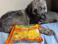 Care Bear, a female Bouvier des Flandres and Poodle - Standard  for sale in Southfield, MI – Photo 1 of 7