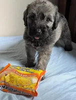 Care Bear, a female Bouvier des Flandres and Poodle - Standard  for sale in Southfield, MI – Photo 7 of 7