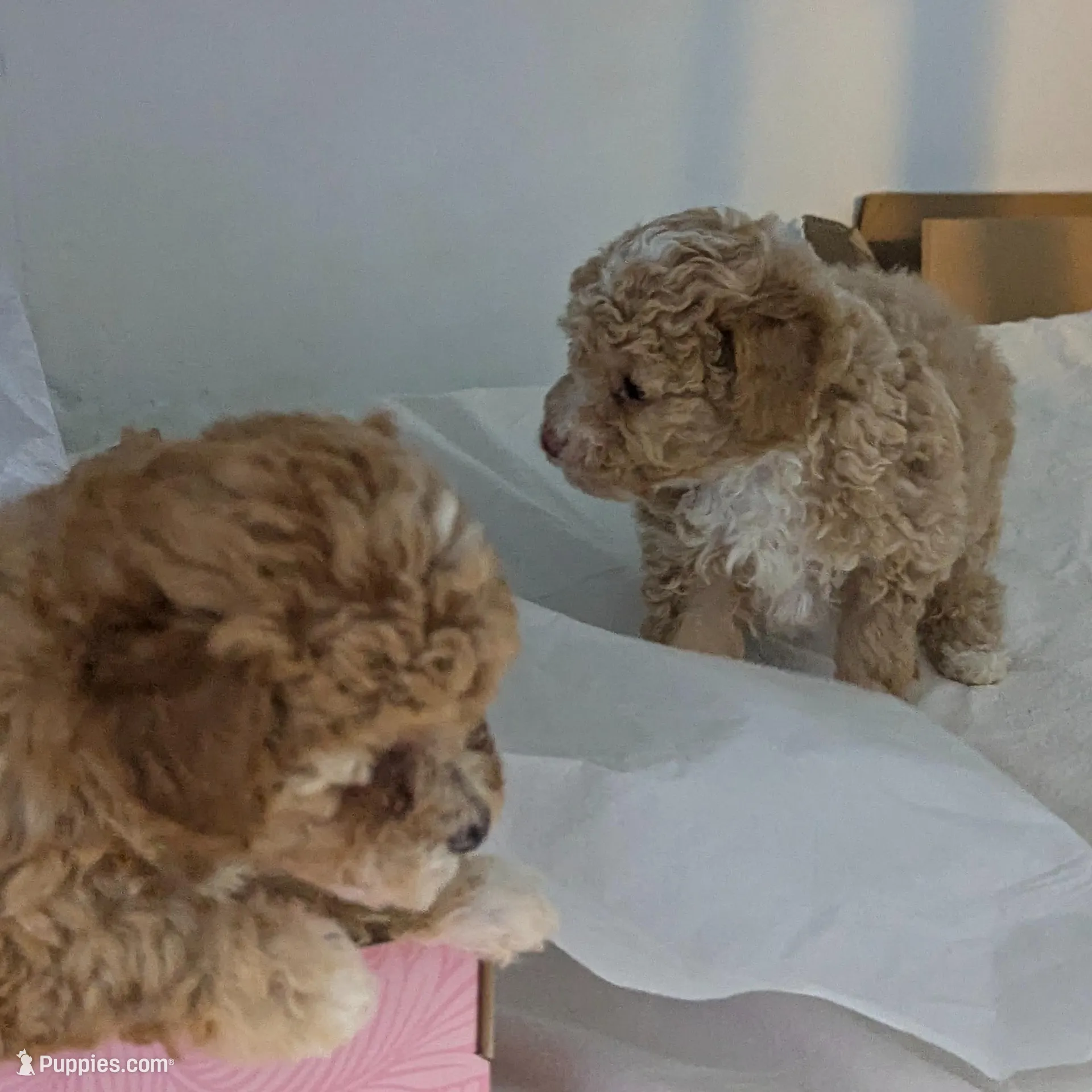 Cashew 1st. born of 2, a female Poodle - Toy  for sale in Southfield, MI – Photo 2 of 5