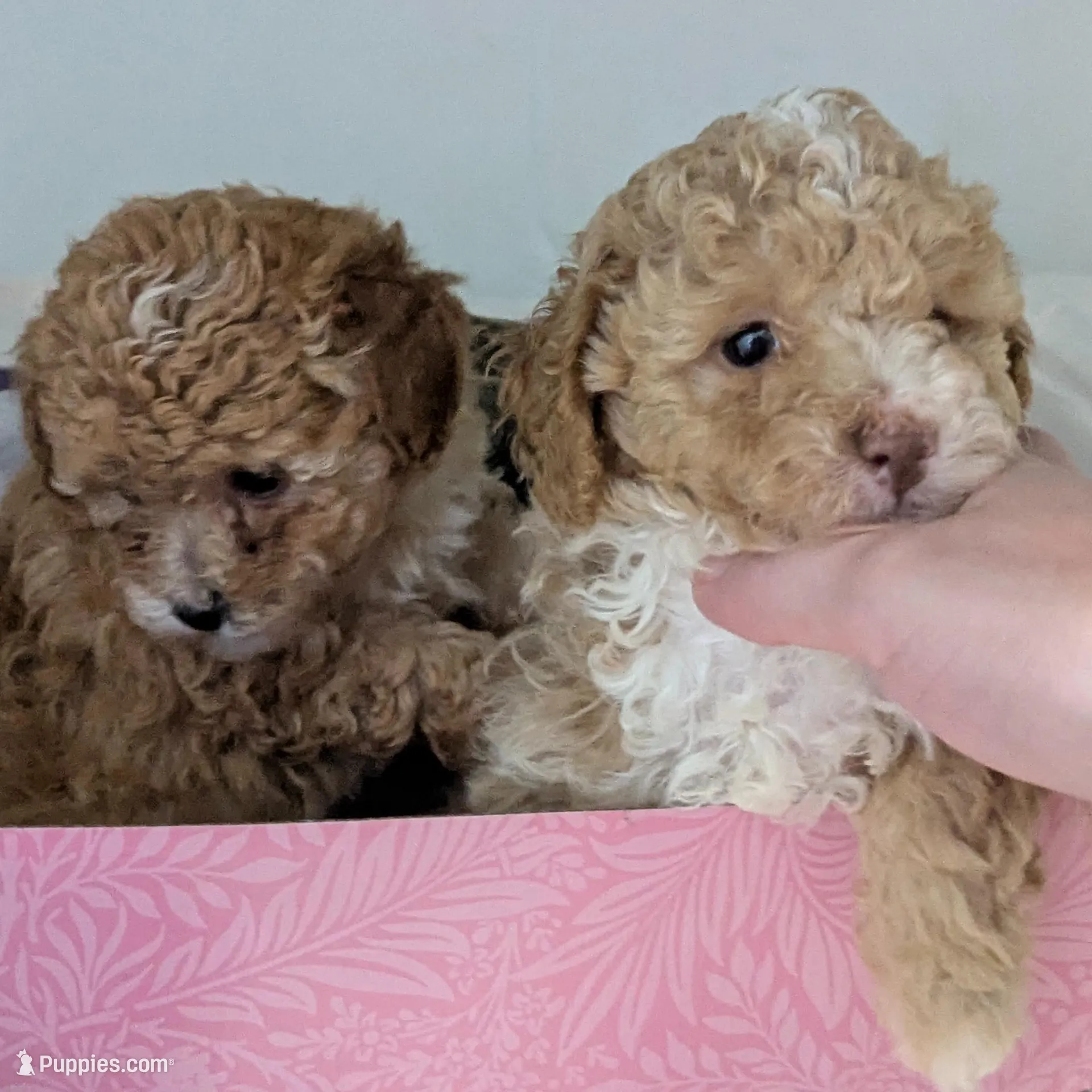 Cashew 1st. born of 2, a female Poodle - Toy  for sale in Southfield, MI – Photo 3 of 5