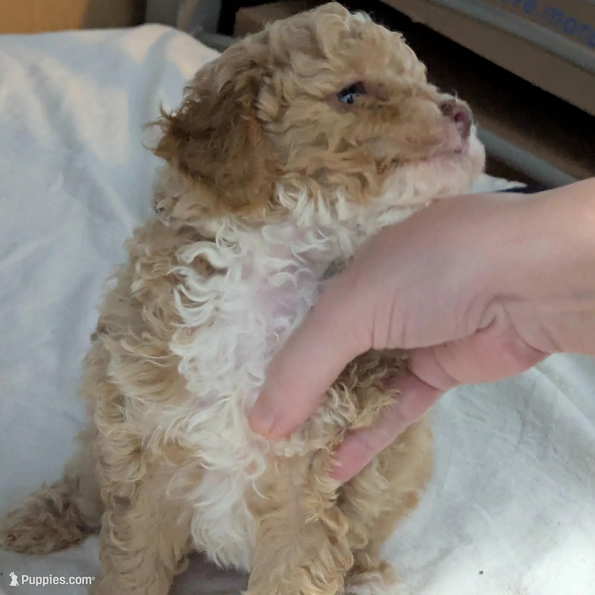 Cashew 1st. born of 2