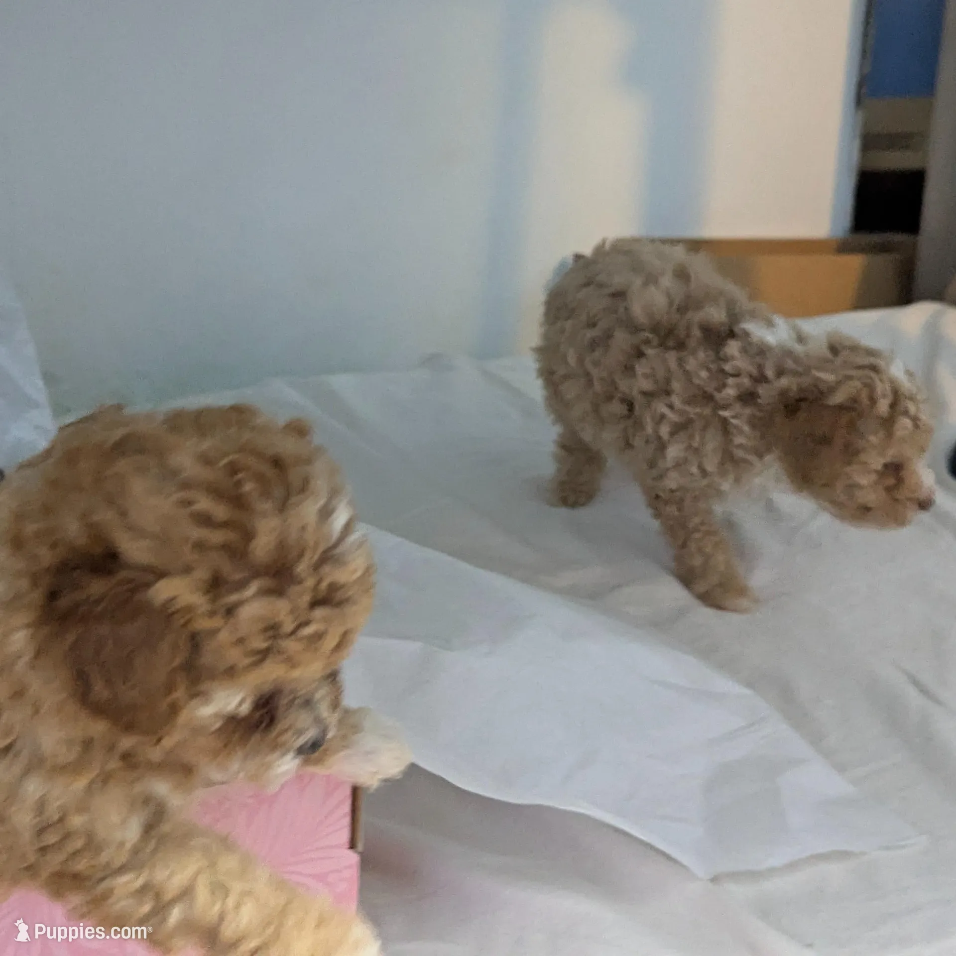 Cashew 1st. born of 2, a female Poodle - Toy  for sale in Southfield, MI – Photo 4 of 5