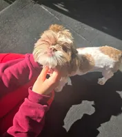 Cookie, a female Shih Tzu for sale in Southfield, MI – 3 of 6