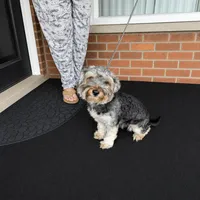 Kaboom, a female Shihpoo for sale in Southfield, MI – 2 of 3