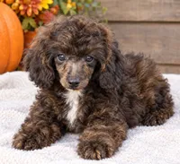 Mabel, a female Poodle - Miniature  for sale in Southfield, MI – 1 of 1