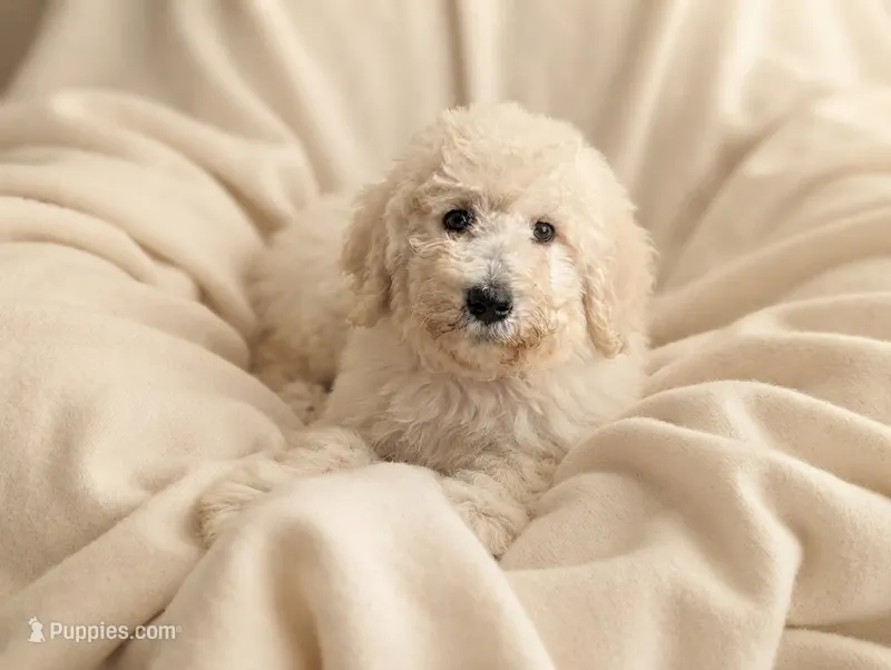 Light Cream Female – Poodle - Standard  puppy for sale in Southfield, MI