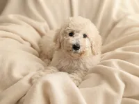 Light Cream Female, a female Poodle - Standard  for sale in Southfield, MI – 1 of 1